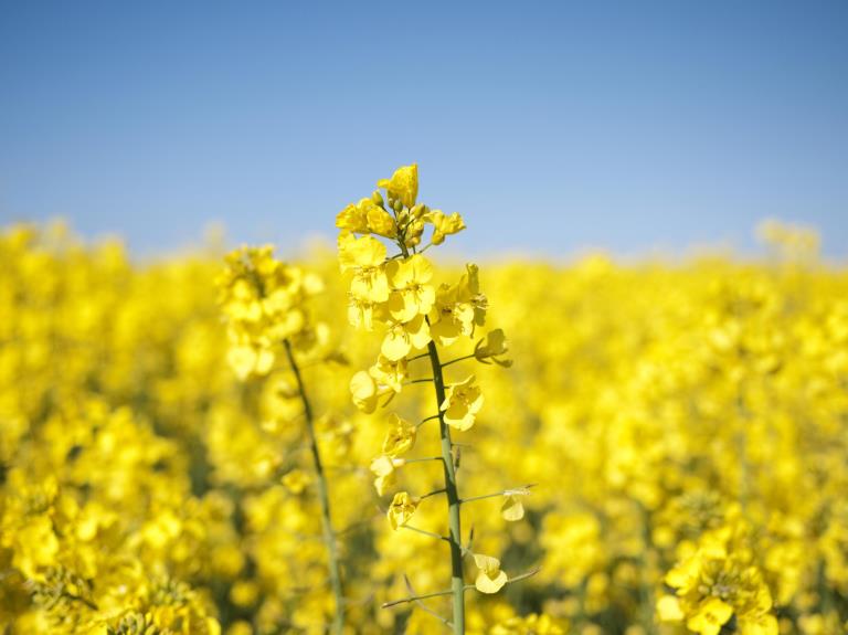 Seatons refined rapeseed oil