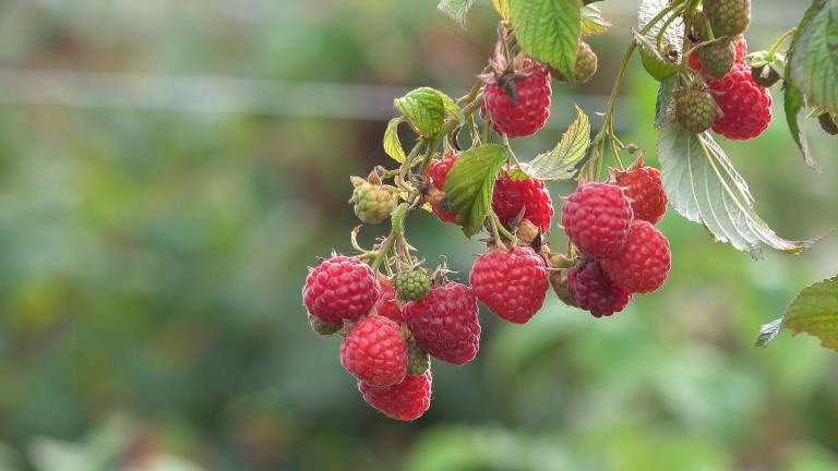 movax_2_movax_1_ultra