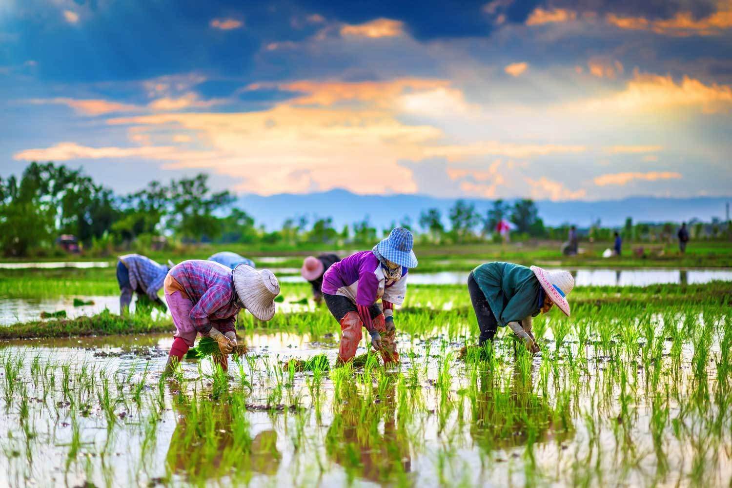 Farmers are planting rice in the rice paddy field on sunset