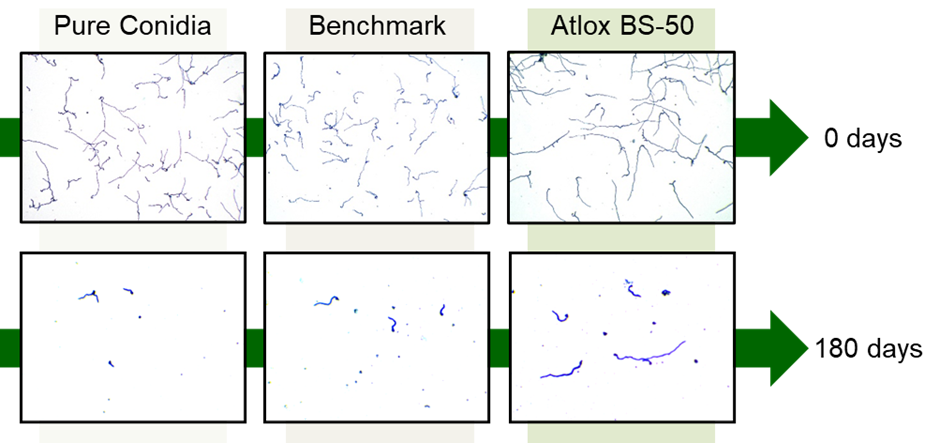 Conidia vigour results comparison