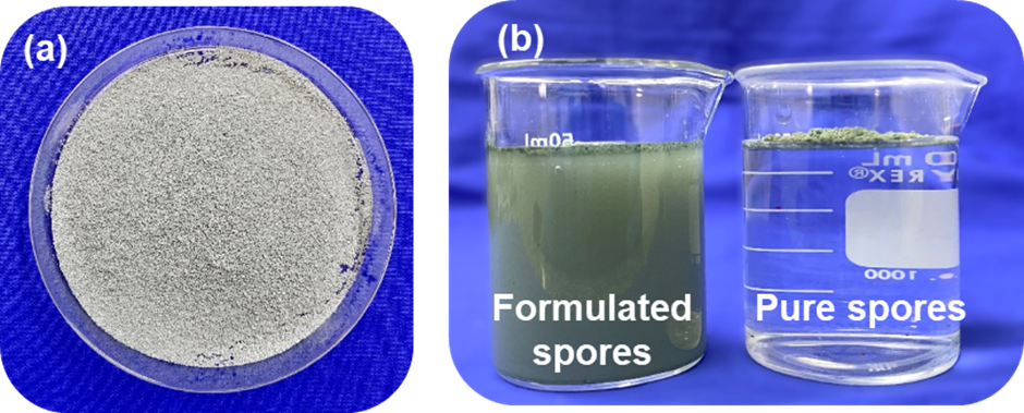 30 wt% Trichoderma asperellum formulation