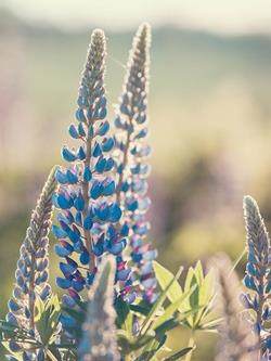 Lupinus field with pink purple and blue flowers
