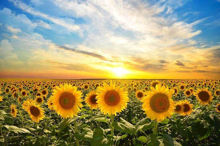 Sunflower field