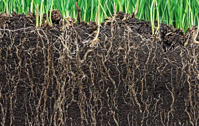 Grass with roots and soil