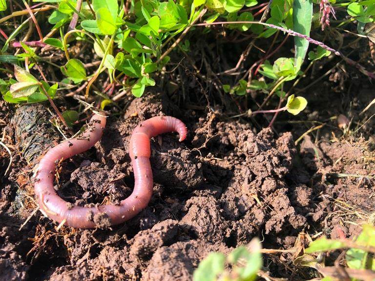 Earthworm in black soil