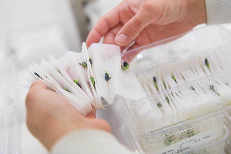 Close-up of hands handling a set of folded filter papers with seed samples