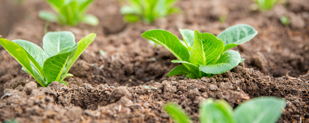 Fresh leaf lettuce grown in the soil